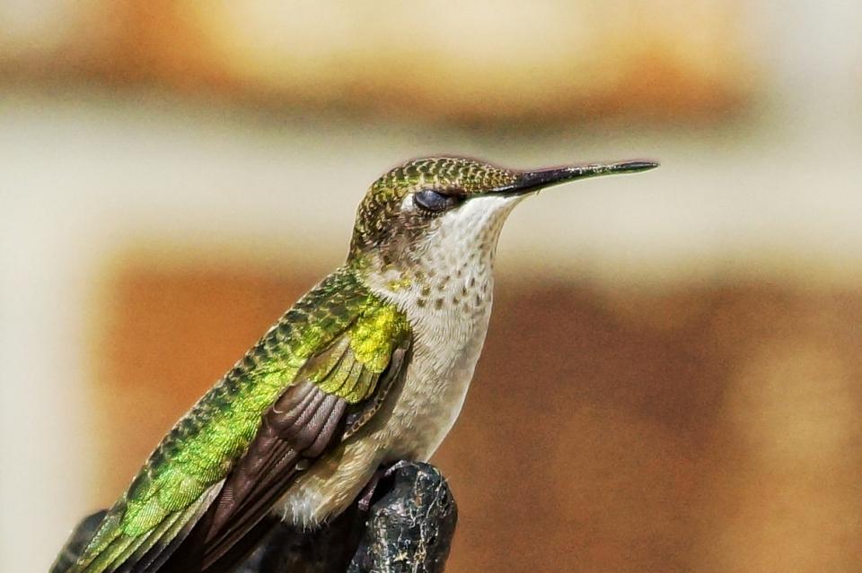 Sleeping Hummingbird